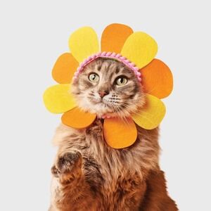Boots & Barkley Flower‎ Cat Costume Headpiece Orange Pet Dress Up One Size NWT
